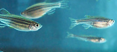斑馬魚毒性試驗