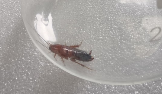 病媒生物檢測