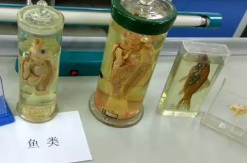 生物樣品檢測(cè) 